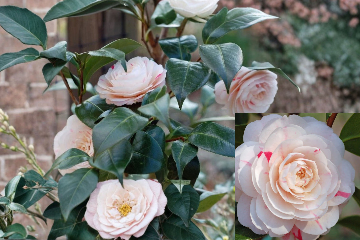 April Dawn Camellia Japonica 1 Live Starter Plant – Camellia japonica