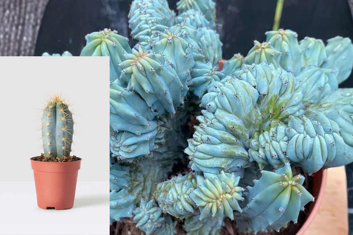 Blue Cactus Live Plant in 4 Inch Pot, Blue Succulent Cactus, Potted Desert Plant, Indoor Outdoor Cactus for Home Décor