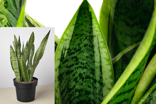 Live Snake Plant with Pot, Sansevieria Houseplant, Easy Care Indoor Green Plant, Evergreen Foliage for Home or Office