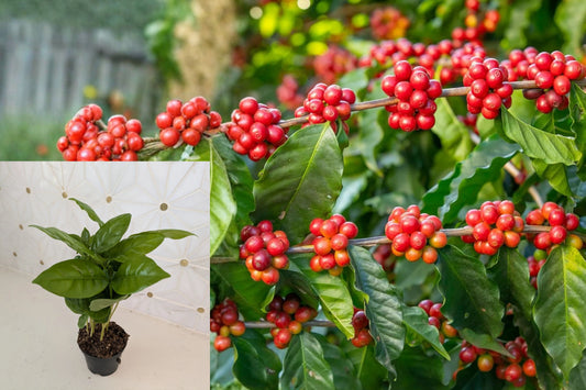 Coffee Arabica Live Plant – Coffea arabica – Potted Coffee Plant