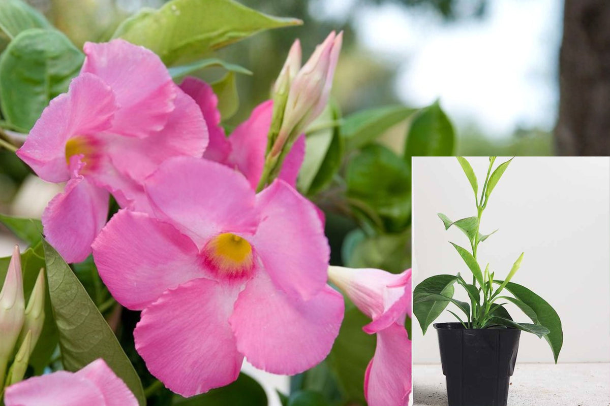 2 Pink Mandevilla Live Plants, 4–7 Inch Flowering Vine Starters, Tropical Climbing Flower Plants for Garden and Patio