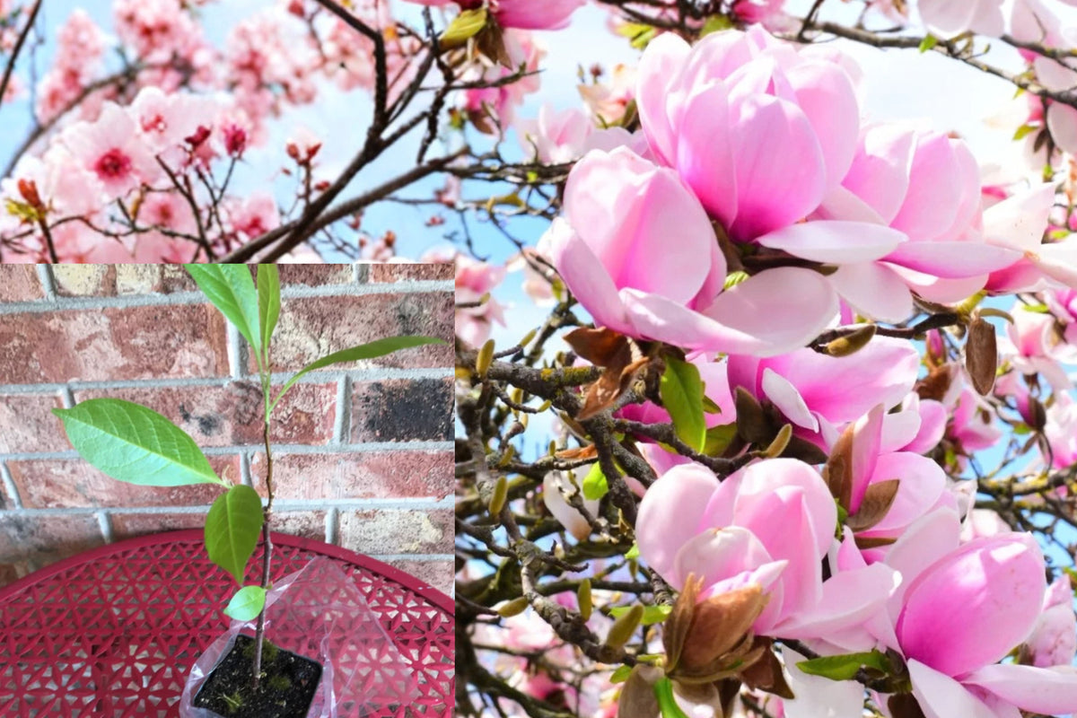 Jane Magnolia Live Plant 1 Plant 2.5" Pot 6–12" – Magnolia × soulangeana