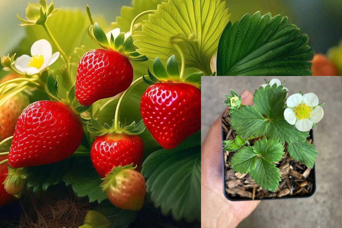 Albion Everbearing Strawberry Live Starter Plant – Fragaria × ananassa