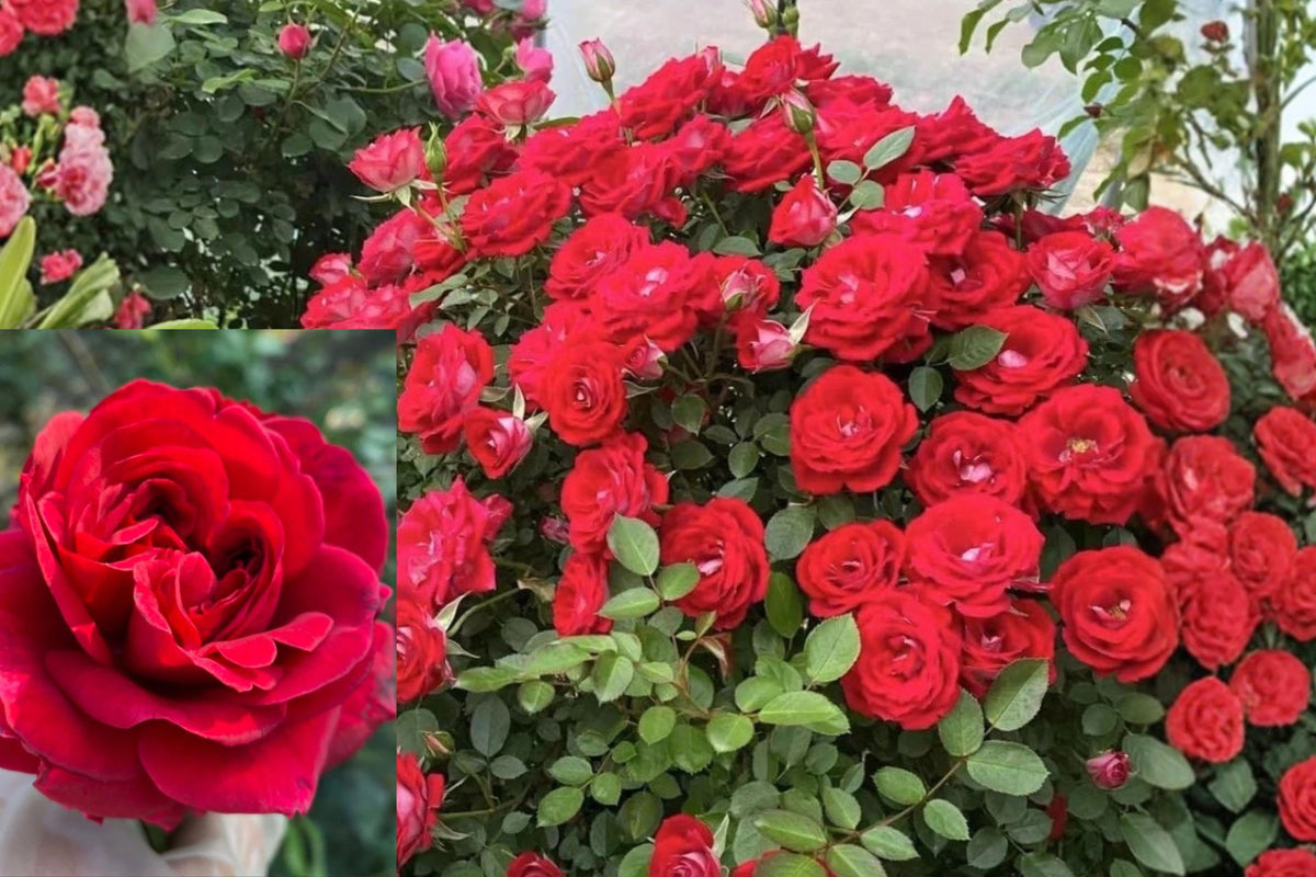 Deep Red Climbing Rose Live Plant, Rooted Rose Bush Starter, Fragrant Garden Rose, Outdoor Climbing Flower Plant, No Pot
