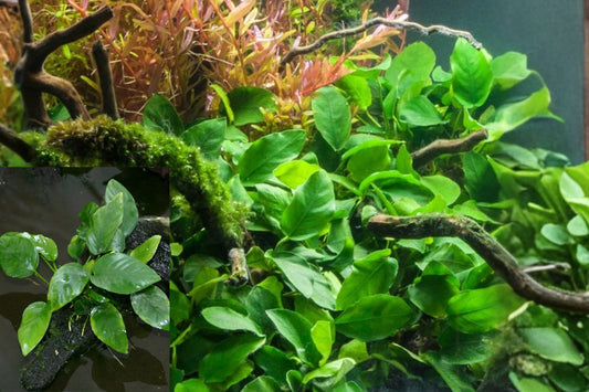 Anubias Barteri Nana Live Aquarium Plant – Freshwater Aquatic
