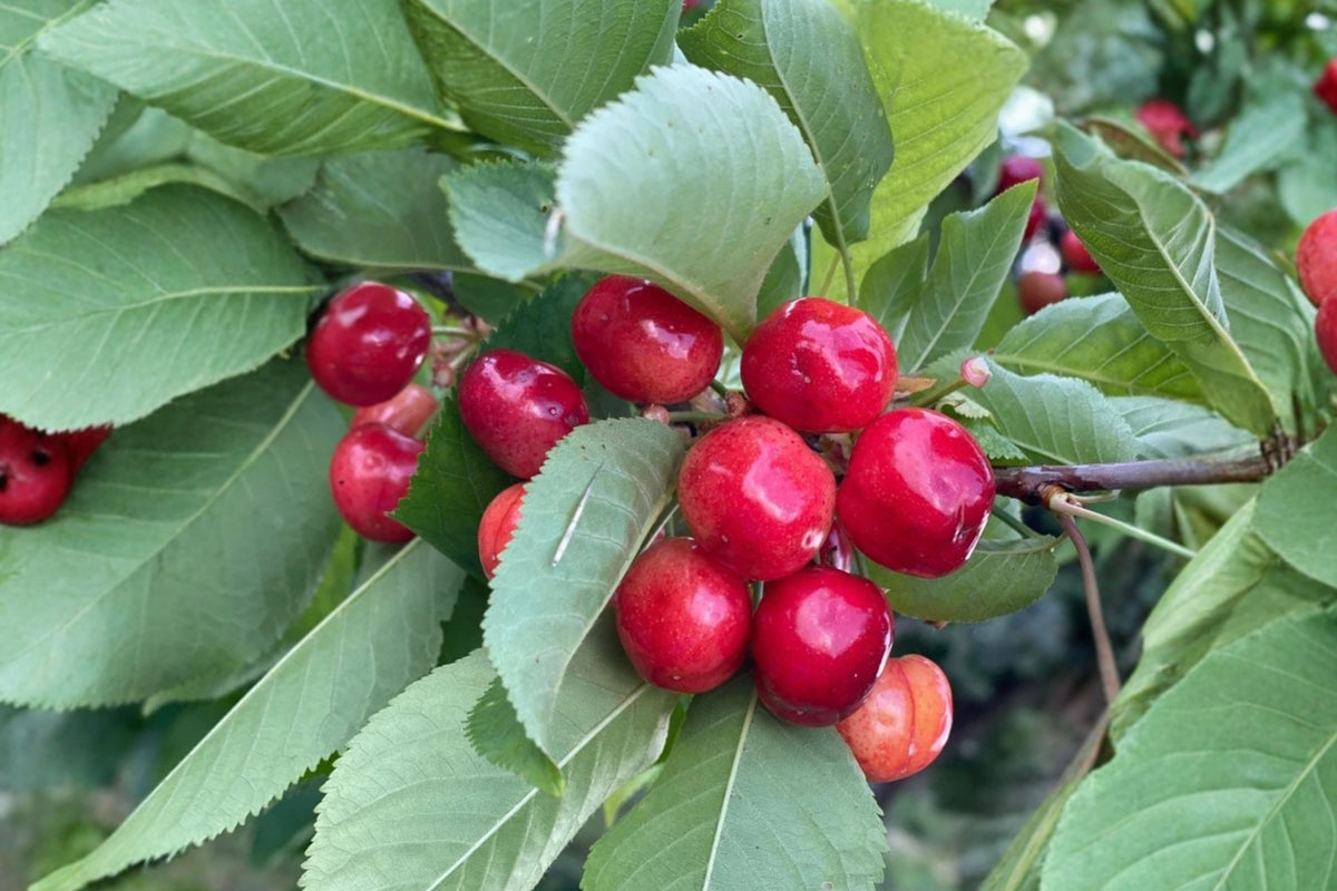 Barbados Cherry Live Starter Plant – 1 Plant – Malpighia emarginata