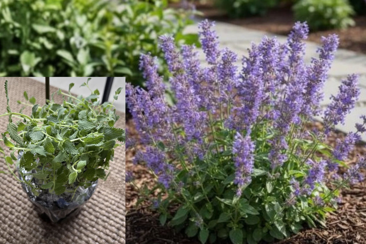 Live Catmint Plant, Nepeta Perennial in 1 Gallon Pot, Aromatic Gray Green Foliage, Flowering Outdoor Garden Plant