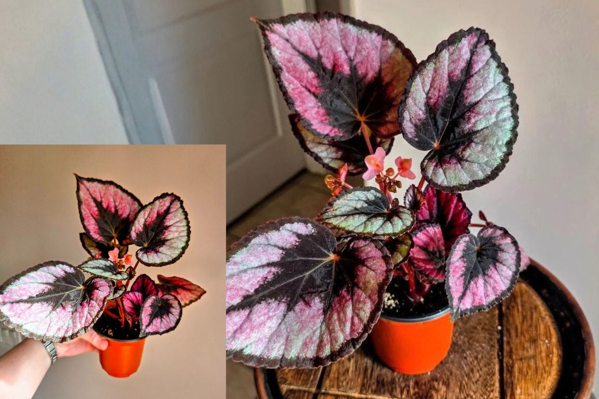 Rex Begonia Painted Leaf Live Plant – 4-Inch Pot – Begonia spp.