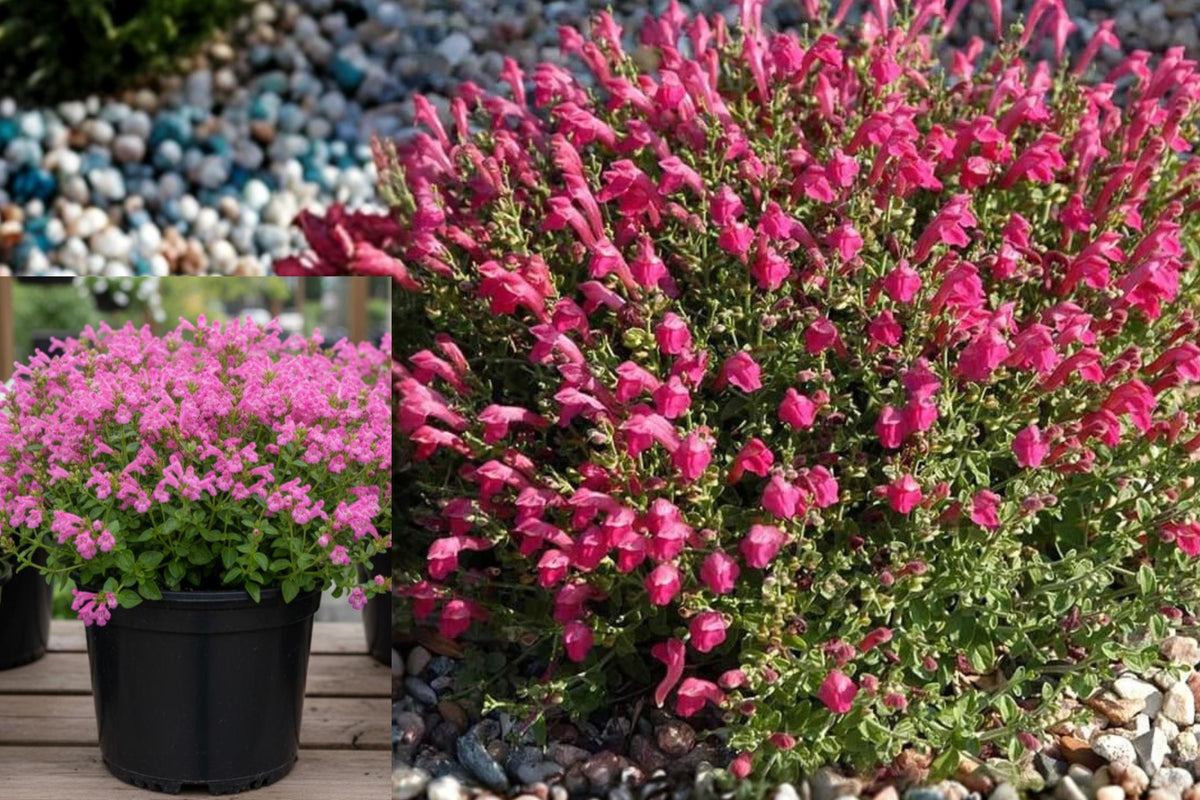 Pink Skullcap Live Plant, Scutellaria Suffrutescens, 1 Gallon Rooted Flowering Perennial for Xeriscape Gardens