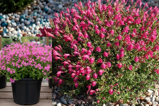 Pink Skullcap Live Plant, Scutellaria Suffrutescens, 1 Gallon Rooted Flowering Perennial for Xeriscape Gardens