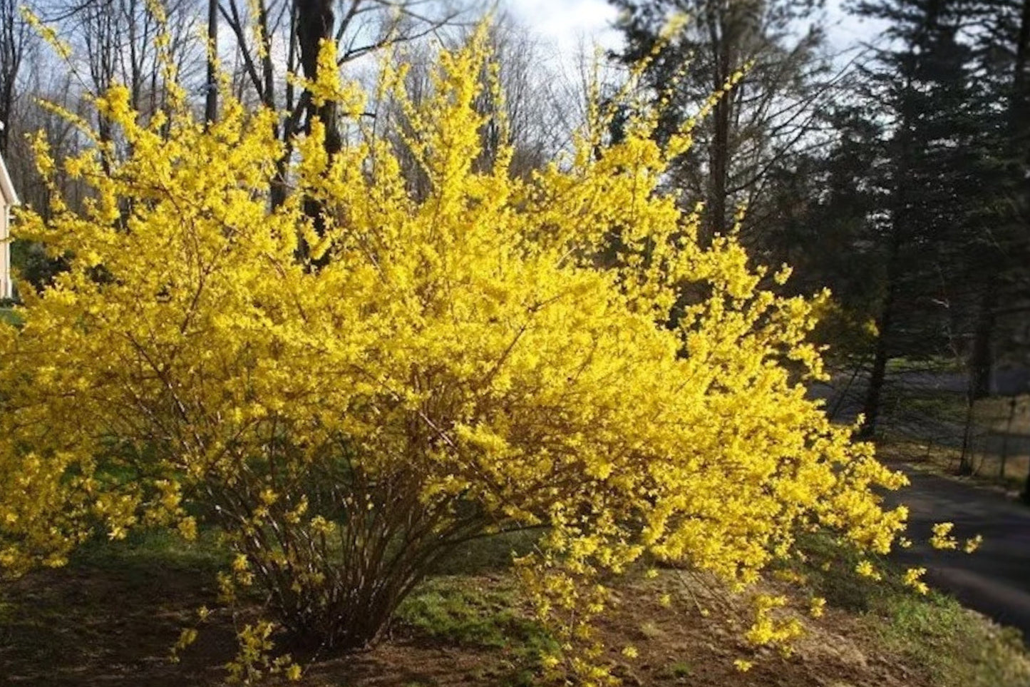 Lynwood Forsythia Live Plant – 1 Gallon Pot – Forsythia