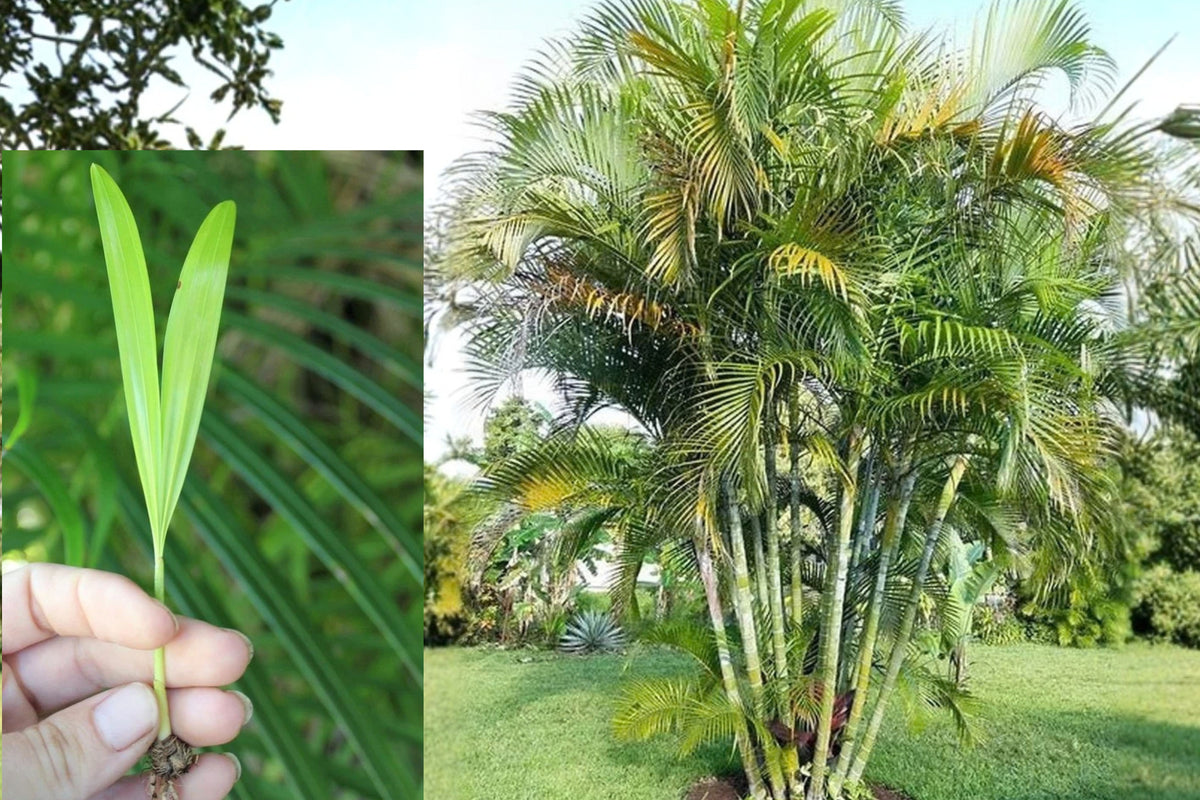 Areca Palm 5 Live Starter Plants 4–6 Inch – Areca
