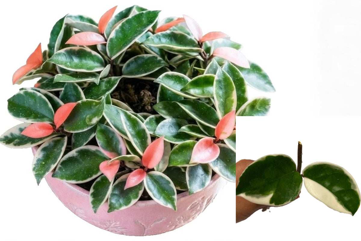 Hoya Krimson Queen Tricolor Cutting, 1 Node, 2 Leaves – Hoya carnosa
