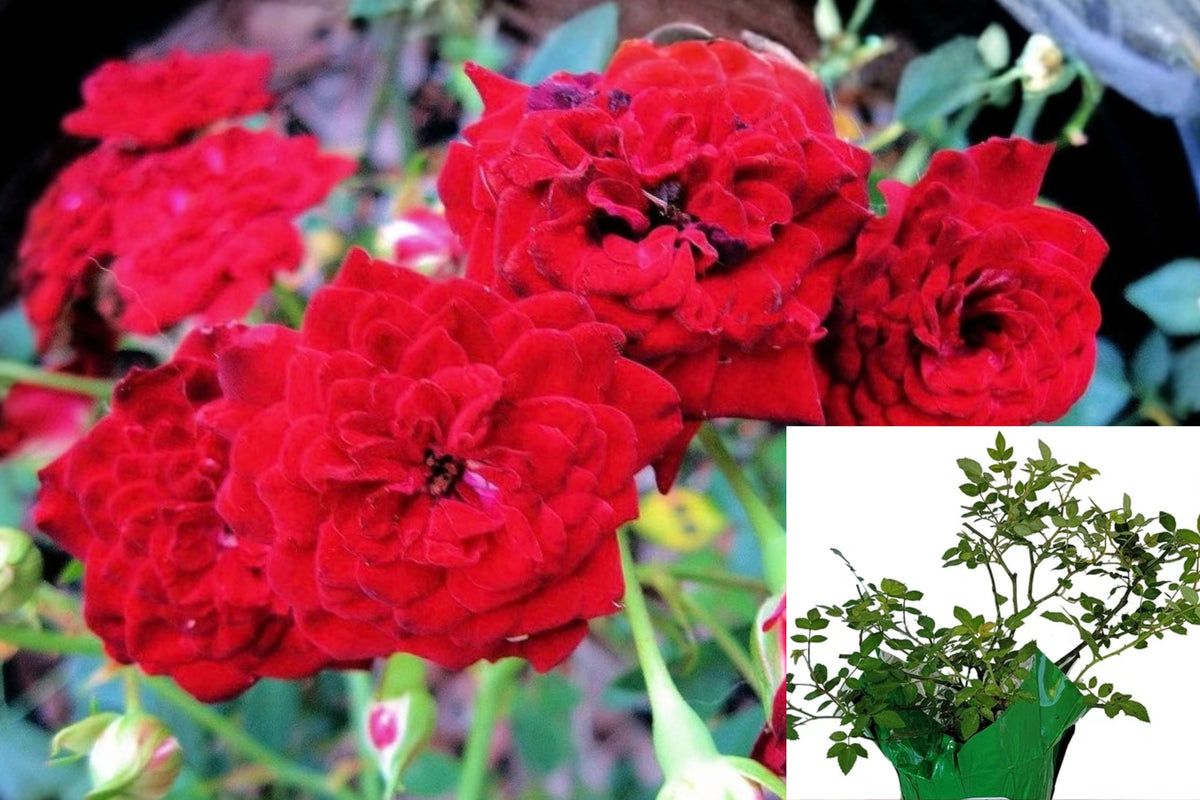Red Cascade Rose Live Plant – 1 Own-Root Starter – 4" Pot – Rosa