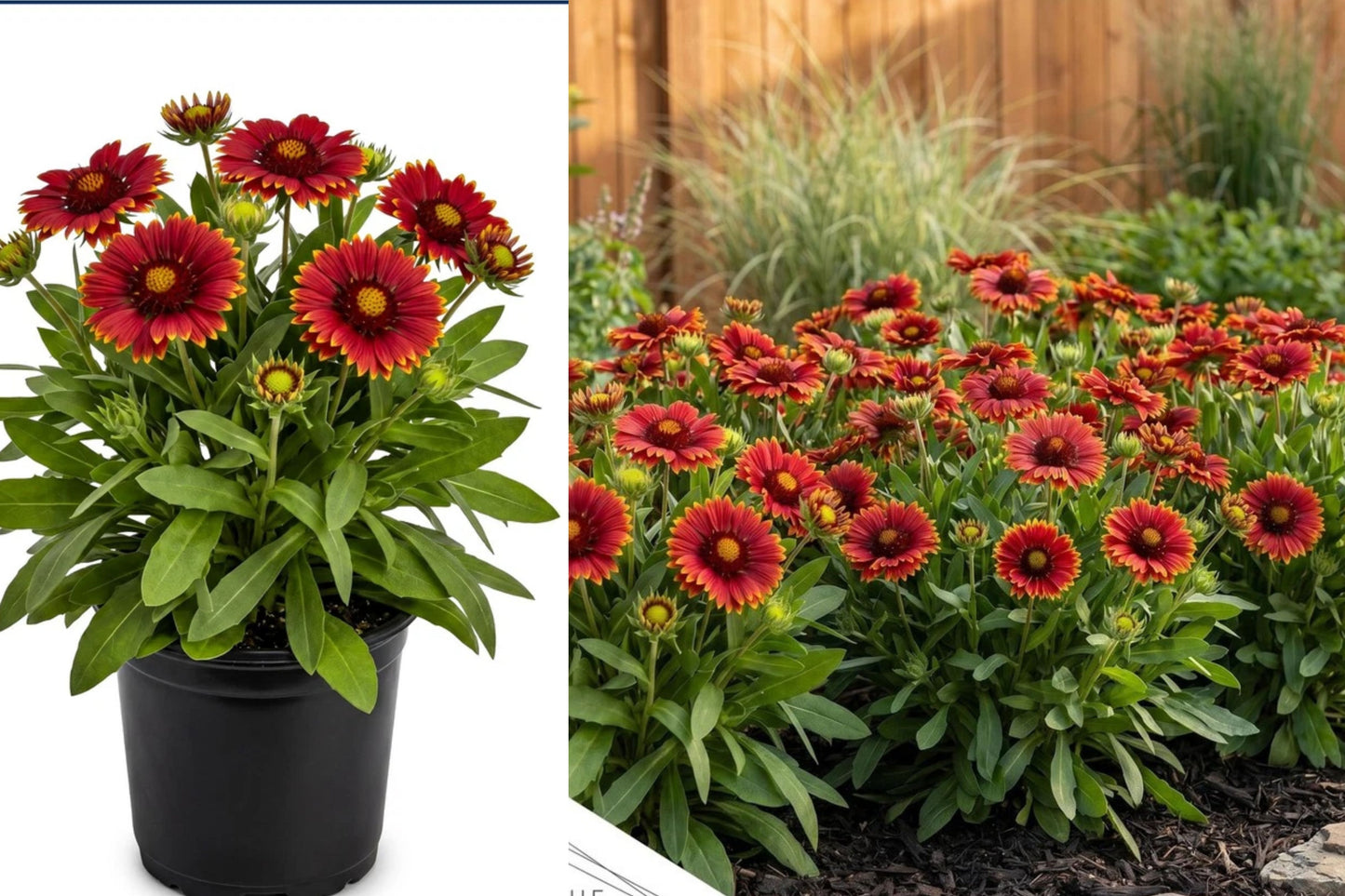 Blanket Flower 2 Live Plants – Red Blooms – Gaillardia