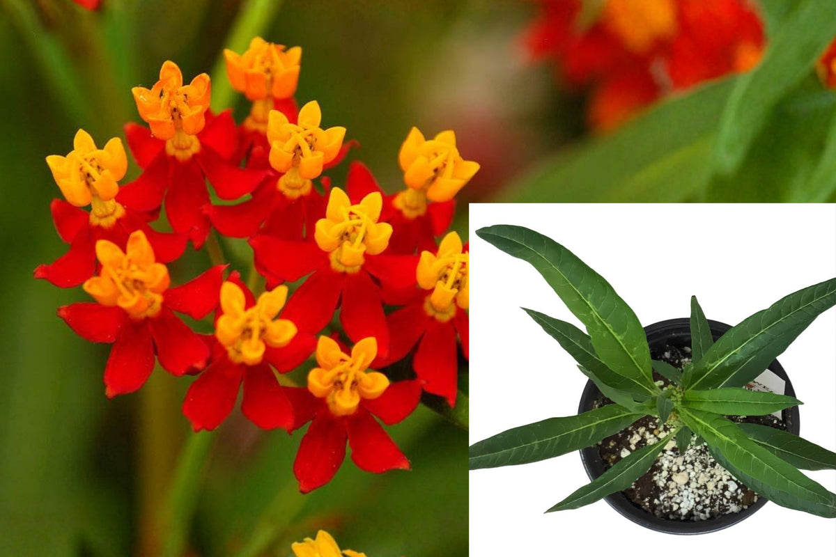 3 Live Milkweed Plants, Asclepias Curassavica, Monarch Butterfly Host Plant, 5 Inch Pollinator Garden Plants