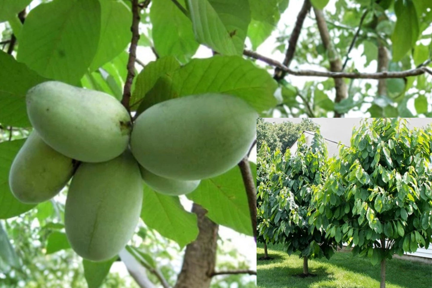 Pawpaw 1 Live Plant – 6–12 Inch Potted Fruit Tree – Asimina triloba