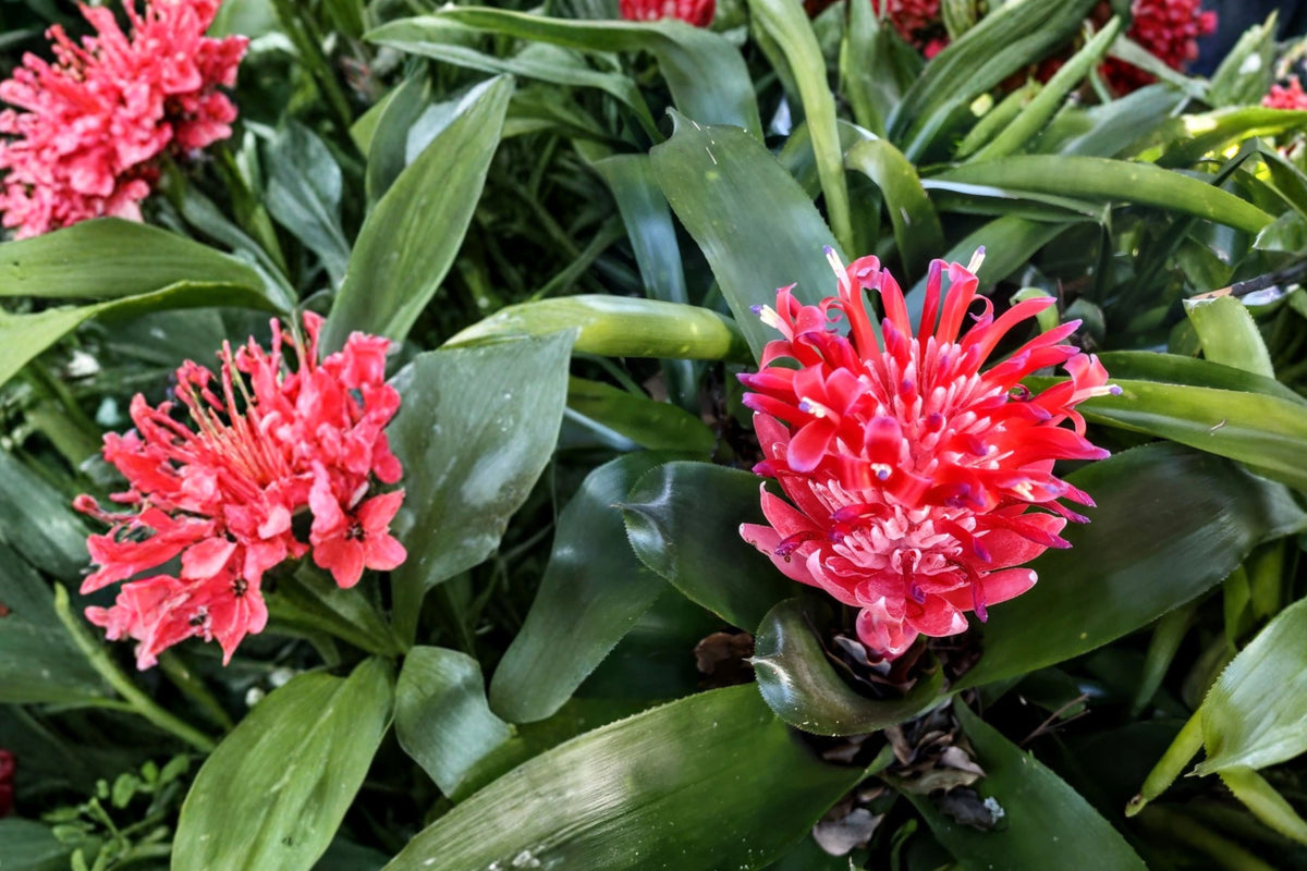 Flaming Torch Bromeliad 1 Live Bare Root Plant – Aechmea pyramidalis