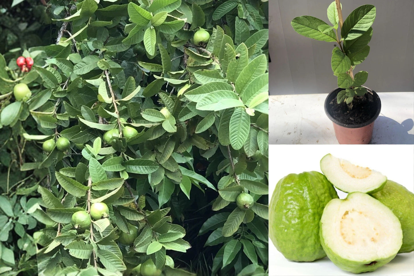 Guava Tree 1 Live Plant – 10" Potted White Guava – Guava Fruit Tree
