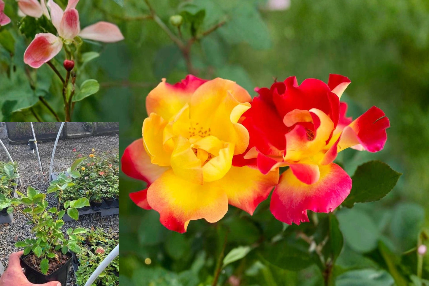 Sunset Horizon™ Shrub Rose Live Plant – 1 Quart Grow Bag – Rosa ‘Meisistoma’