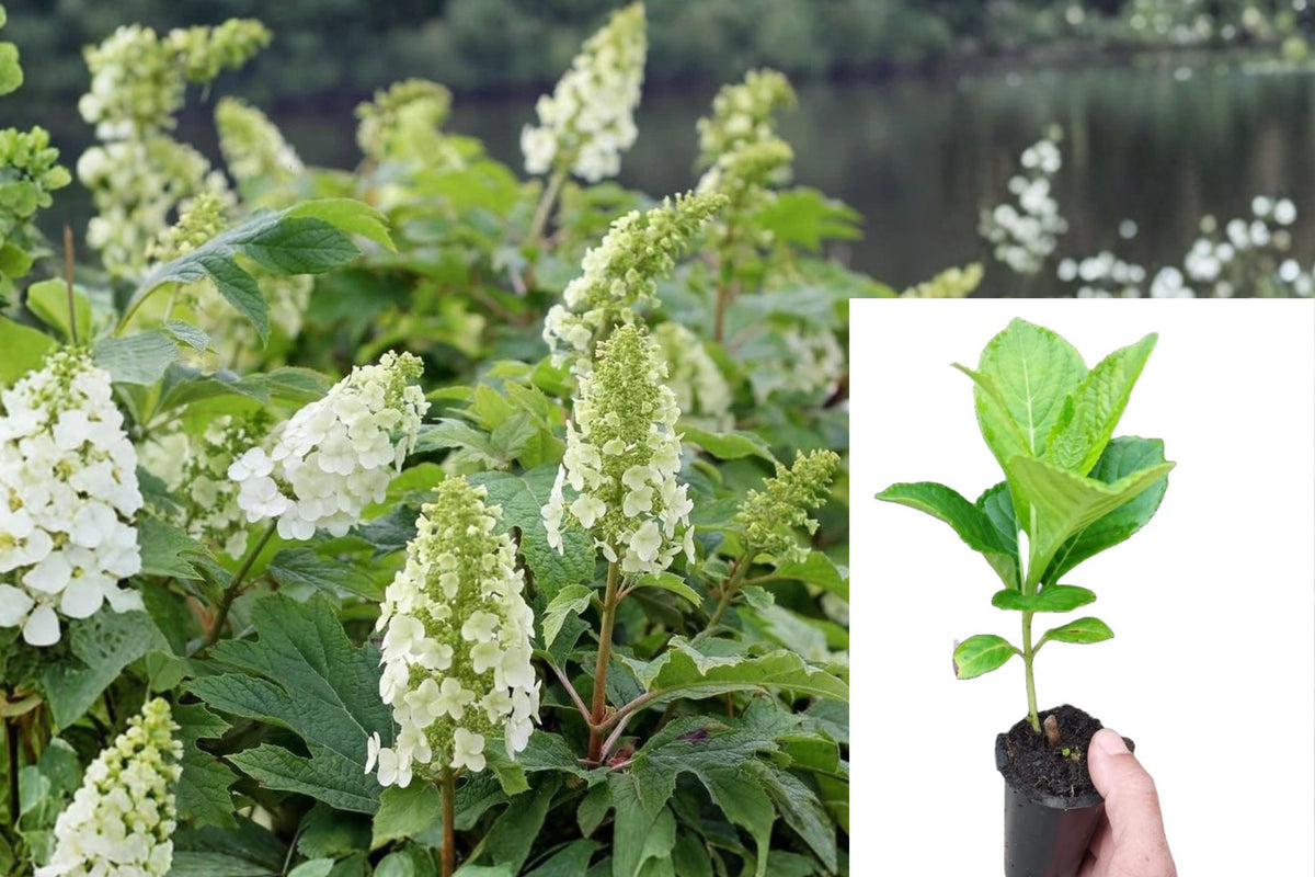 White Hydrangea Live Plant, 7–12 Inch Potted Flowering Shrub, White Garden Hydrangea, Outdoor Landscape Plant, Live Starter Shrub