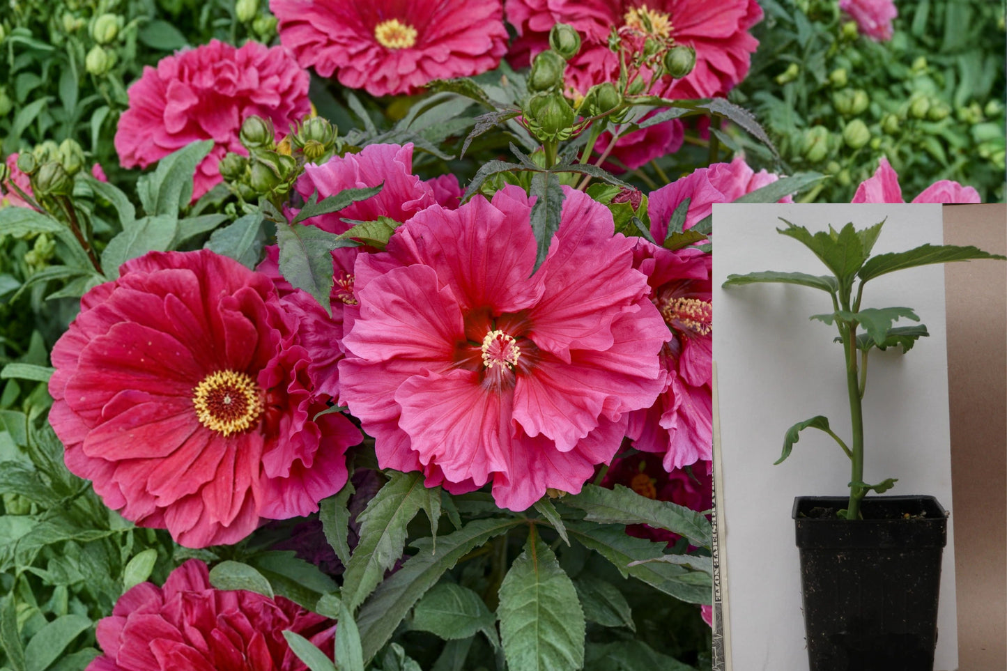 Watermelon Ruffles Hardy Hibiscus Live Plant – 1 Potted Plant