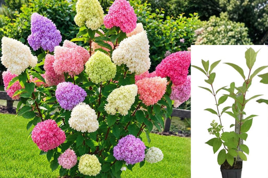 Colorful Hydrangea Live Plant – 1 Blooming Shrub – 5–9 Inches – Hydrangea