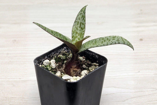 Silver Squill 1 Live Plant in 2-Inch Pot – Ledebouria socialis