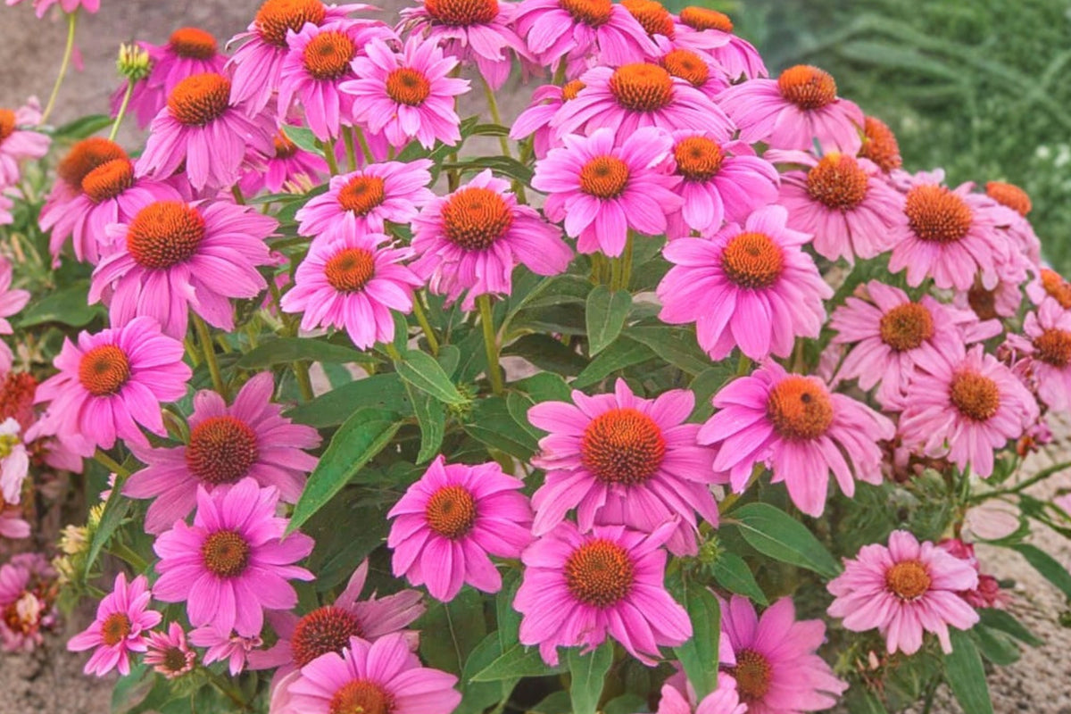 PowWow Wildberry Coneflower Live Plant 1-Pack – 6+ Inch Bare Root – Echinacea purpurea