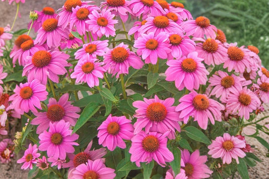PowWow Wildberry Coneflower Live Plant 1-Pack – 6+ Inch Bare Root – Echinacea purpurea