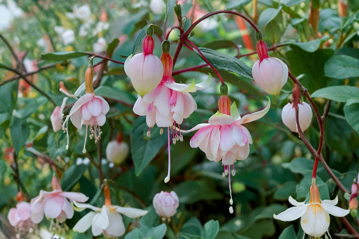 Pink Marshmallow Fuchsia Live Plant – 6-Inch Pot – Fuchsia Hybrid