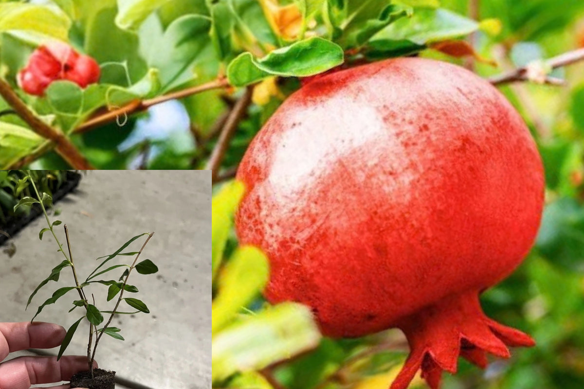 Afganski Russian Pomegranate Live Plant – 1 Plant – Punica granatum