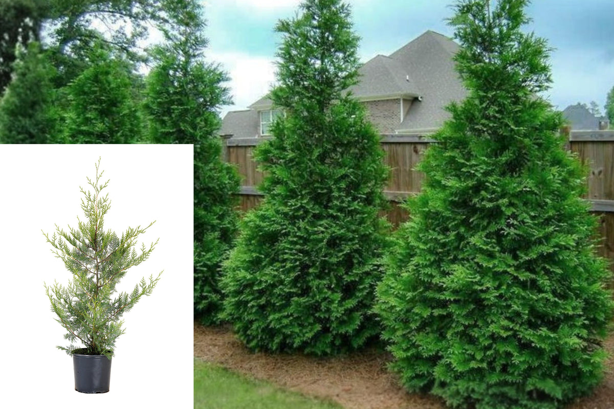 Murray Cypress Live Tree, #3 Container Evergreen Privacy Screen Plant, Outdoor Hedge Tree for Full Sun Gardens