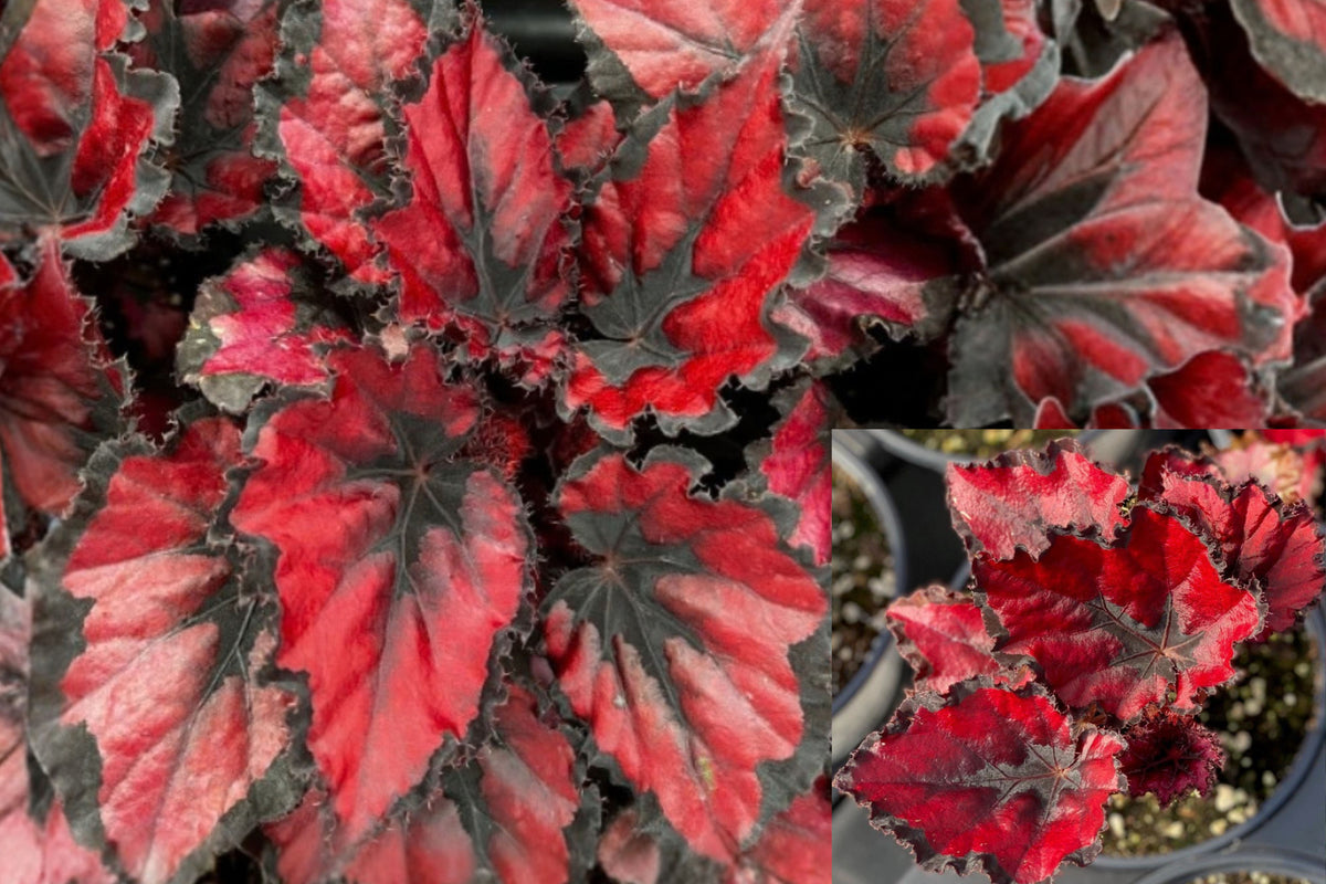 Begonia Red Robin Live Plant – 4–6 Inch Tall – Red Foliage