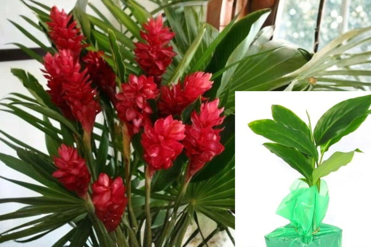 Hawaiian Red Ginger Live Plant – 1 Rooted Plant in 2.5 Inch Pot – Alpinia purpurata