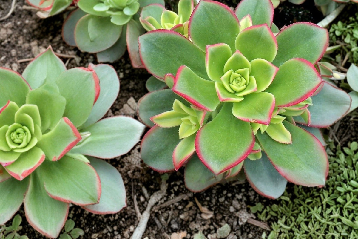 Aeonium Kiwi 3 Cuttings – 3–4 Inch Unrooted Succulent – Aeonium haworthii
