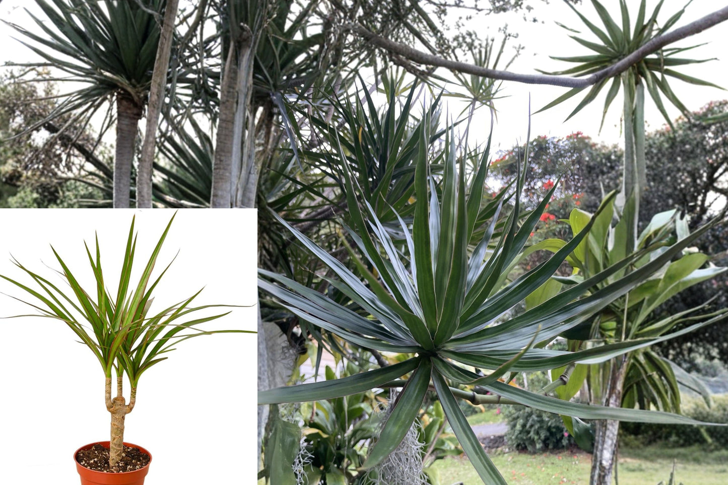 3 Dracaena Marginata Cuttings – Madagascar Dragon Tree Live Plant