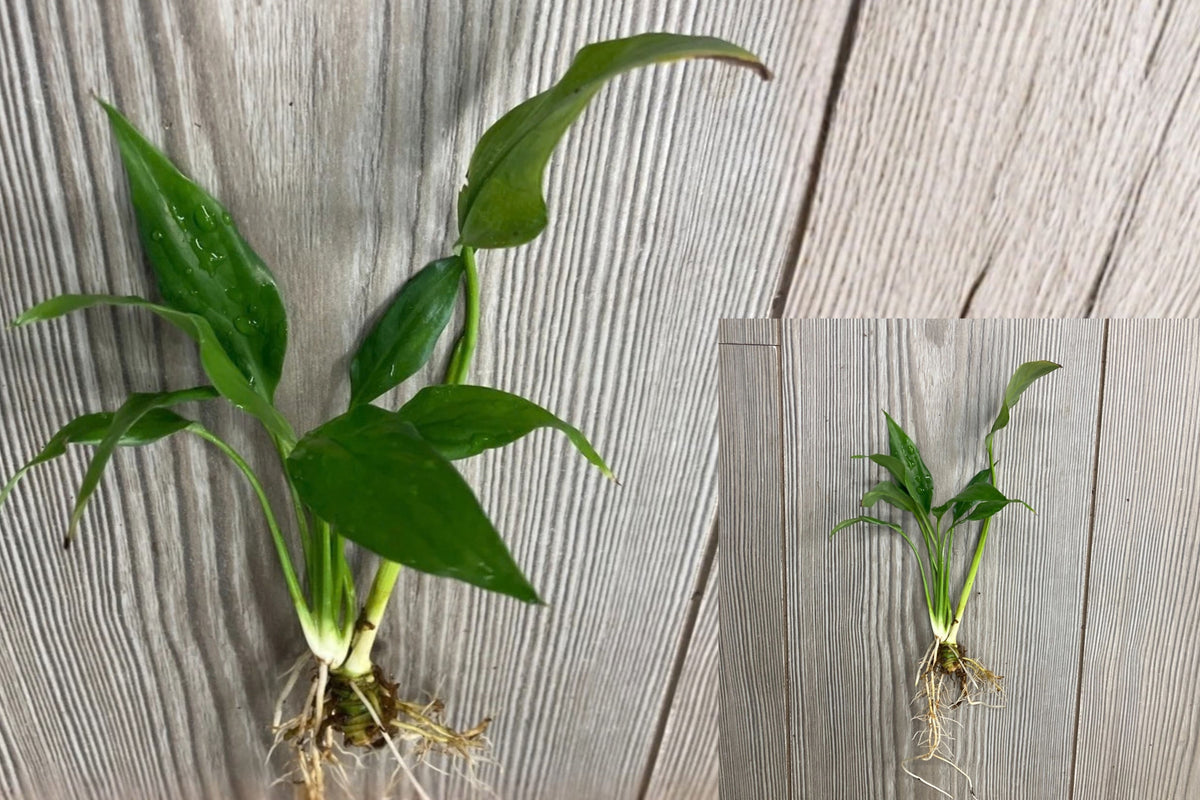 Peace Lily Live Rooted Plant – Spathiphyllum
