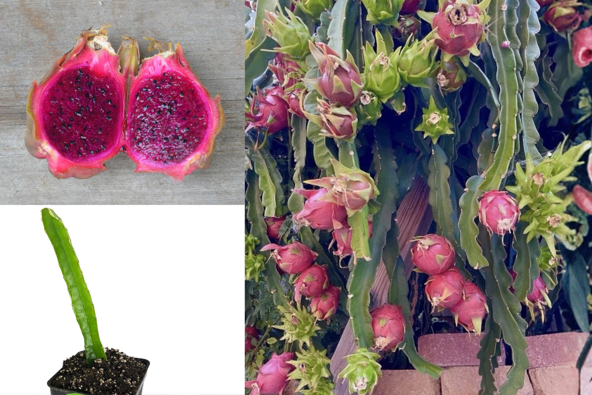 Sugar Dragon Fruit Cactus Cutting, 8–12 Inch Live Pitaya Plant, Tropical Edible Climbing Cactus for Propagation