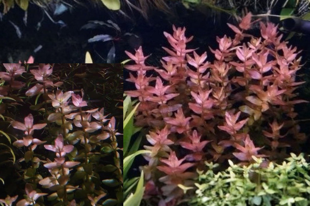 Bacopa Colorata 3 Live Aquarium Plant Cuttings – Freshwater Stem Plants