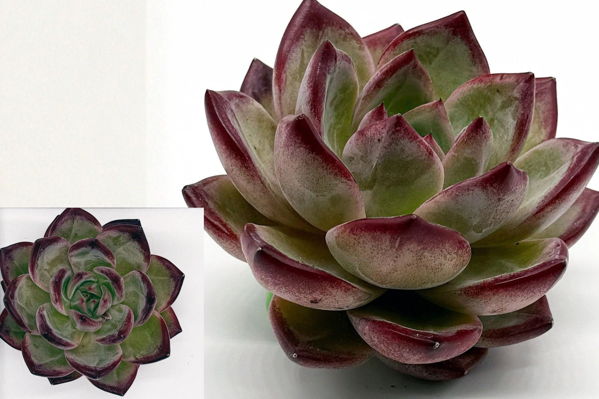 Echeveria ‘Daredevil’ Live Succulent – Black Devil – Echeveria