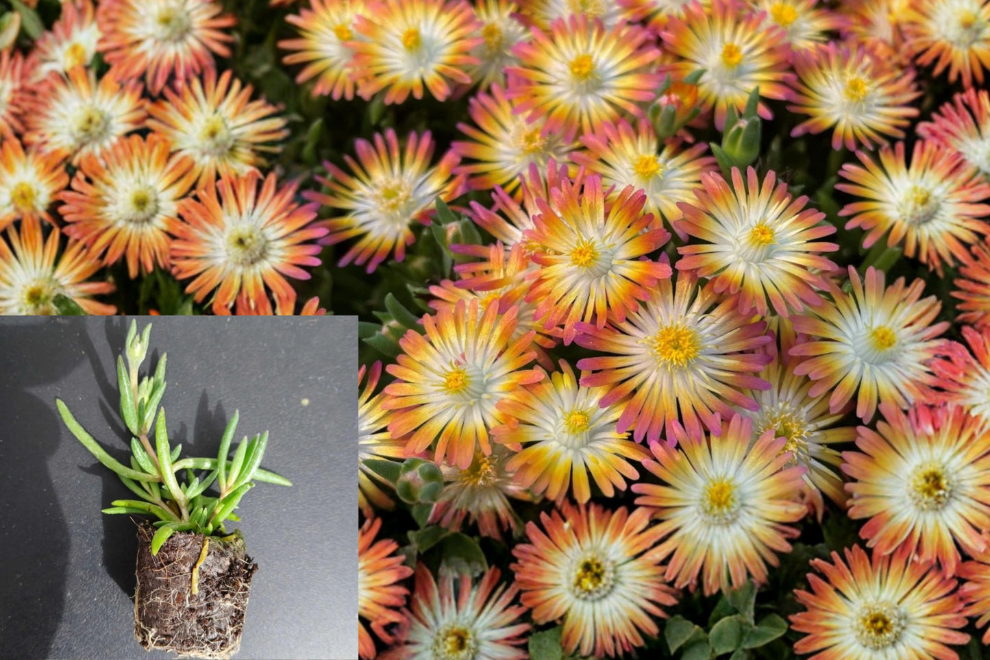 Ruby Ice Plant Live Plug – 1–3" Tall – Delosperma