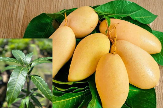 Nam Doc Mai Mango 1 Live Bare Root Tree – Mangifera indica Seedling