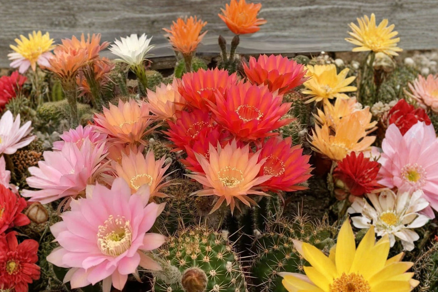 Live Hybrid Echinopsis Cactus Plant – Flowering Succulent