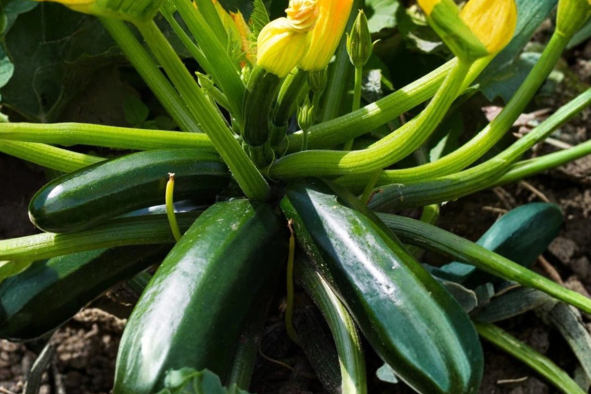 Green Zucchini Squash 2 Live Plants, 3–6 Inches Tall – Cucurbita pepo