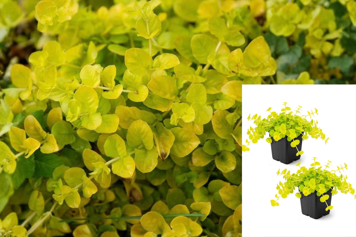 Creeping Jenny 2 Live Plants – 6-Inch Tall, 4-Inch Wide Pot – Lysimachia nummularia