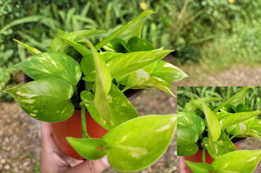 Pothos Live Plant – 1 Plant in 6" Pot – Indoor Vining Houseplant