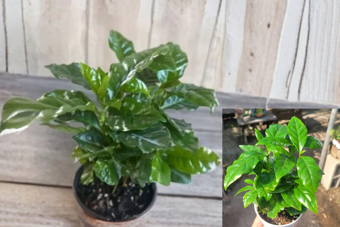 Arabica Coffee Live Plant – 4 Inch Pot – Coffea arabica