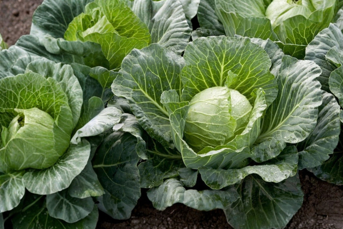 Cabbage 2 Live Plants 5" Tall – Edible Brassica Vegetable