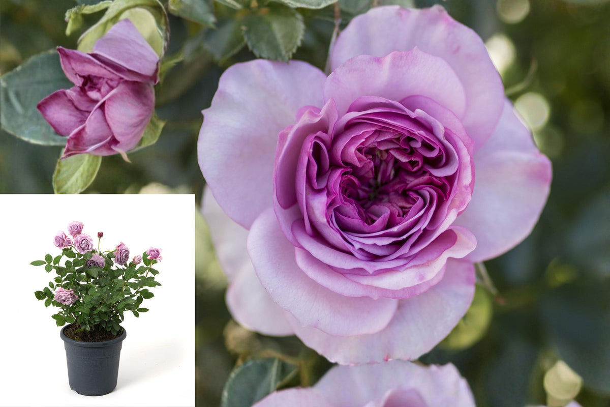 Lavender Veranda Rose Live Plant, 2 Gallon Own-Root Patio Rose Bush, Lavender Purple Repeat-Blooming Shrub Rose